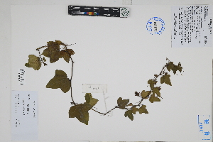  (Passiflora suberosa - Peru170514)  @11 [ ] CreativeCommons  Attribution Non-Commercial Share-Alike  Unspecified Herbarium of South China Botanical Garden
