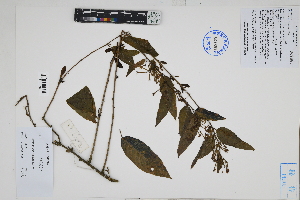  (Cestrum - Peru170523)  @11 [ ] CreativeCommons  Attribution Non-Commercial Share-Alike  Unspecified Herbarium of South China Botanical Garden