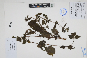  ( - Peru170525)  @11 [ ] CreativeCommons  Attribution Non-Commercial Share-Alike  Unspecified Herbarium of South China Botanical Garden
