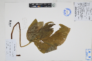  (Gorgonidium vargasii - Peru170527)  @11 [ ] CreativeCommons  Attribution Non-Commercial Share-Alike  Unspecified Herbarium of South China Botanical Garden
