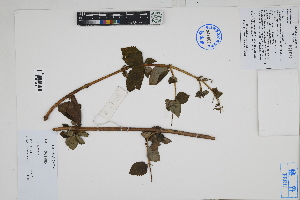  ( - Peru170528)  @11 [ ] CreativeCommons  Attribution Non-Commercial Share-Alike  Unspecified Herbarium of South China Botanical Garden