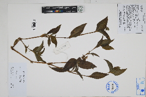  (Commelina sp - Peru170534)  @11 [ ] CreativeCommons  Attribution Non-Commercial Share-Alike  Unspecified Herbarium of South China Botanical Garden