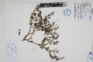  ( - Peru18004)  @11 [ ] CreativeCommons  Attribution Non-Commercial Share-Alike  Unspecified Herbarium of South China Botanical Garden
