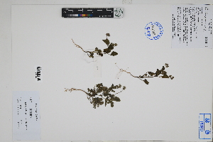  ( - Peru18011)  @11 [ ] CreativeCommons  Attribution Non-Commercial Share-Alike  Unspecified Herbarium of South China Botanical Garden