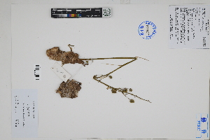  ( - Peru18015)  @11 [ ] CreativeCommons  Attribution Non-Commercial Share-Alike  Unspecified Herbarium of South China Botanical Garden