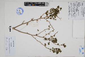  (Nolana adansonii - Peru18030)  @11 [ ] CreativeCommons  Attribution Non-Commercial Share-Alike  Unspecified Herbarium of South China Botanical Garden