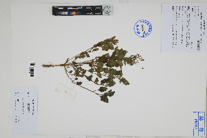  ( - Peru18037)  @11 [ ] CreativeCommons  Attribution Non-Commercial Share-Alike  Unspecified Herbarium of South China Botanical Garden