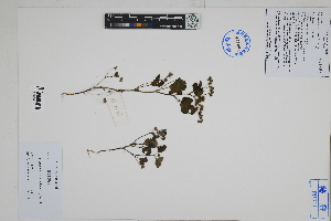  ( - Peru18049)  @11 [ ] CreativeCommons  Attribution Non-Commercial Share-Alike  Unspecified Herbarium of South China Botanical Garden