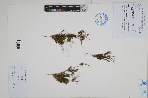  (Erodium cicutarium - Peru18050)  @11 [ ] CreativeCommons  Attribution Non-Commercial Share-Alike  Unspecified Herbarium of South China Botanical Garden