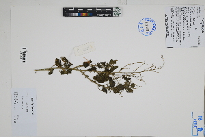  (Chenopodium sp - Peru18056)  @11 [ ] CreativeCommons  Attribution Non-Commercial Share-Alike  Unspecified Herbarium of South China Botanical Garden