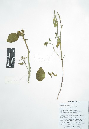  (Euphorbia heterophylla - Peru18058)  @11 [ ] CreativeCommons  Attribution Non-Commercial Share-Alike  Unspecified Universidad Nacional Mayor de San Marcos, Museo de Historia Natural