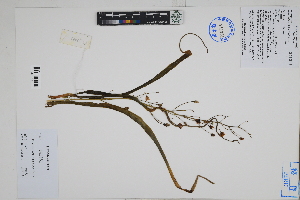  ( - Peru18063)  @11 [ ] CreativeCommons  Attribution Non-Commercial Share-Alike  Unspecified Herbarium of South China Botanical Garden