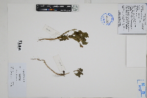  (Nolana spathulata - Peru18082)  @11 [ ] CreativeCommons  Attribution Non-Commercial Share-Alike  Unspecified Herbarium of South China Botanical Garden