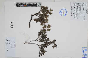  ( - Peru18084)  @11 [ ] CreativeCommons  Attribution Non-Commercial Share-Alike  Unspecified Herbarium of South China Botanical Garden
