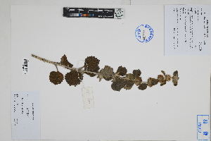  ( - Peru18089)  @11 [ ] CreativeCommons  Attribution Non-Commercial Share-Alike  Unspecified Herbarium of South China Botanical Garden