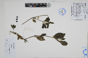  (Alternanthera pubiflora - Peru18103)  @11 [ ] CreativeCommons  Attribution Non-Commercial Share-Alike  Unspecified Herbarium of South China Botanical Garden