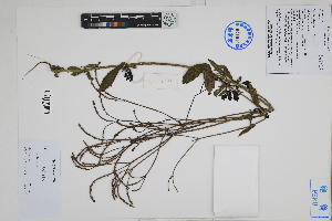  (Verbena sp - Peru18107)  @11 [ ] CreativeCommons  Attribution Non-Commercial Share-Alike  Unspecified Herbarium of South China Botanical Garden