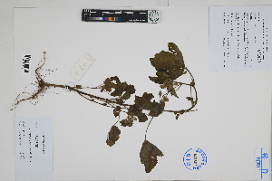  ( - Peru18117)  @11 [ ] CreativeCommons  Attribution Non-Commercial Share-Alike  Unspecified Herbarium of South China Botanical Garden