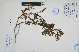  (Solanum paposanum - Peru18123)  @11 [ ] CreativeCommons  Attribution Non-Commercial Share-Alike  Unspecified Herbarium of South China Botanical Garden
