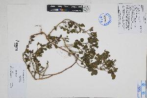  ( - Peru18125)  @11 [ ] CreativeCommons  Attribution Non-Commercial Share-Alike  Unspecified Herbarium of South China Botanical Garden