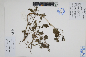  ( - Peru18145)  @11 [ ] CreativeCommons  Attribution Non-Commercial Share-Alike  Unspecified Herbarium of South China Botanical Garden
