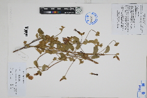  (Jacquemontia unilateralis - Peru18159a)  @11 [ ] CreativeCommons  Attribution Non-Commercial Share-Alike  Unspecified Herbarium of South China Botanical Garden