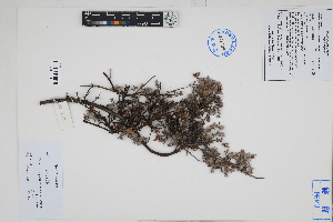  (Krameriaceae - Peru18160b)  @11 [ ] CreativeCommons  Attribution Non-Commercial Share-Alike  Unspecified Herbarium of South China Botanical Garden