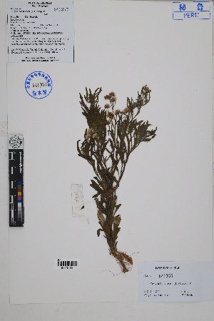 (Conyza - Peru18164)  @11 [ ] CreativeCommons  Attribution Non-Commercial Share-Alike  Unspecified Herbarium of South China Botanical Garden