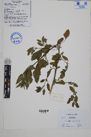  ( - Peru18168)  @11 [ ] CreativeCommons  Attribution Non-Commercial Share-Alike  Unspecified Herbarium of South China Botanical Garden