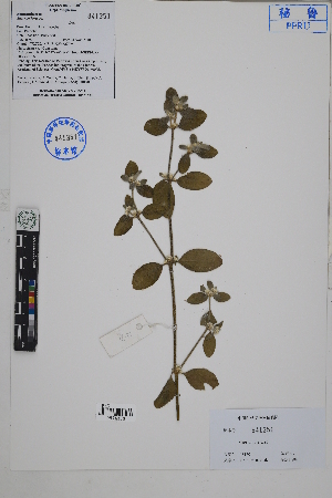  ( - Peru18170)  @11 [ ] CreativeCommons  Attribution Non-Commercial Share-Alike  Unspecified Herbarium of South China Botanical Garden