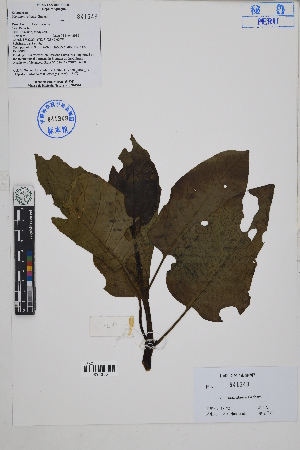  (Nicotiana glauca - Peru18172)  @11 [ ] CreativeCommons  Attribution Non-Commercial Share-Alike  Unspecified Herbarium of South China Botanical Garden