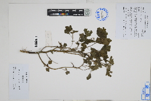  ( - Peru18197)  @11 [ ] CreativeCommons  Attribution Non-Commercial Share-Alike  Unspecified Herbarium of South China Botanical Garden