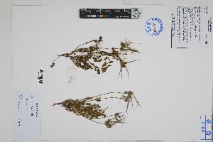  (Erodium sp - Peru18210)  @11 [ ] CreativeCommons  Attribution Non-Commercial Share-Alike  Unspecified Herbarium of South China Botanical Garden