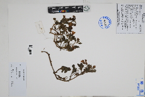  (Solanum montanum - Peru18212)  @11 [ ] CreativeCommons  Attribution Non-Commercial Share-Alike  Unspecified Herbarium of South China Botanical Garden