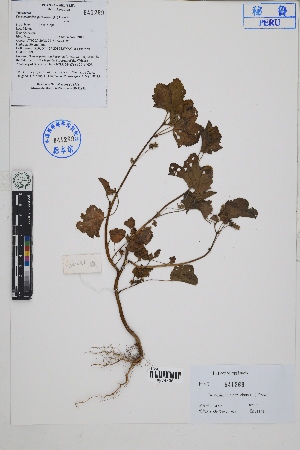  ( - Peru18225)  @11 [ ] CreativeCommons  Attribution Non-Commercial Share-Alike  Unspecified Herbarium of South China Botanical Garden