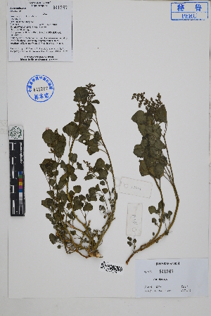  ( - Peru18228)  @11 [ ] CreativeCommons  Attribution Non-Commercial Share-Alike  Unspecified Herbarium of South China Botanical Garden
