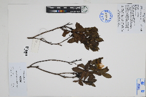  (Grindelia glutinosa - Peru18229)  @11 [ ] CreativeCommons  Attribution Non-Commercial Share-Alike  Unspecified Herbarium of South China Botanical Garden