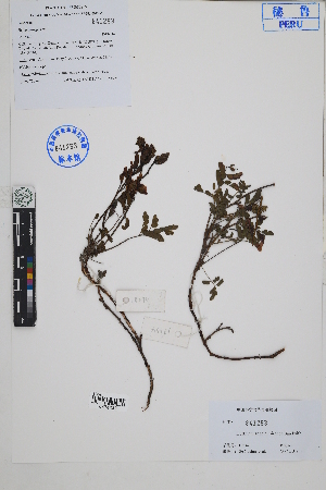  (Hoffmannseggia miranda - Peru18234)  @11 [ ] CreativeCommons  Attribution Non-Commercial Share-Alike  Unspecified Herbarium of South China Botanical Garden