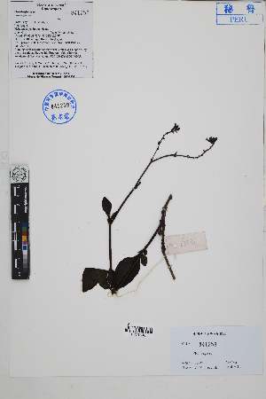  ( - Peru18237)  @11 [ ] CreativeCommons  Attribution Non-Commercial Share-Alike  Unspecified Herbarium of South China Botanical Garden