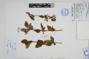  ( - Peru18251)  @11 [ ] CreativeCommons  Attribution Non-Commercial Share-Alike  Unspecified Herbarium of South China Botanical Garden