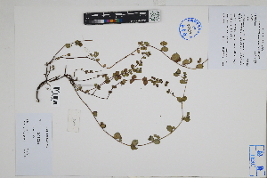  (Euphorbia sp - Peru18263)  @11 [ ] CreativeCommons  Attribution Non-Commercial Share-Alike  Unspecified Herbarium of South China Botanical Garden