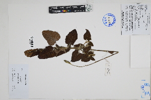  (Salvia tubiflora - Peru18266)  @11 [ ] CreativeCommons  Attribution Non-Commercial Share-Alike  Unspecified Herbarium of South China Botanical Garden