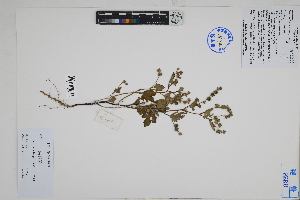 ( - Peru18268)  @11 [ ] CreativeCommons  Attribution Non-Commercial Share-Alike  Unspecified Herbarium of South China Botanical Garden