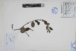 (Maytenus sp - Peru18270)  @11 [ ] CreativeCommons  Attribution Non-Commercial Share-Alike  Unspecified Herbarium of South China Botanical Garden