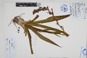  (Anthericum eccremorrhizum - Peru18272)  @11 [ ] CreativeCommons  Attribution Non-Commercial Share-Alike  Unspecified Herbarium of South China Botanical Garden