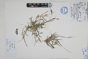  ( - Peru18289)  @11 [ ] CreativeCommons  Attribution Non-Commercial Share-Alike  Unspecified Herbarium of South China Botanical Garden