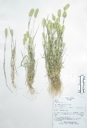  (Eragrostis ciliaris - Peru18303)  @11 [ ] CreativeCommons  Attribution Non-Commercial Share-Alike  Unspecified Universidad Nacional Mayor de San Marcos, Museo de Historia Natural