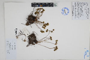  (Oxalis bulbocastanum - Peru18325)  @11 [ ] CreativeCommons  Attribution Non-Commercial Share-Alike  Unspecified Herbarium of South China Botanical Garden