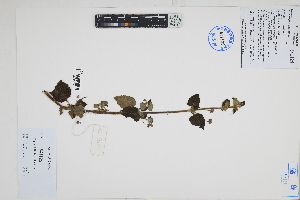  (Hyptis sidifolia - Peru18327)  @11 [ ] CreativeCommons  Attribution Non-Commercial Share-Alike  Unspecified Herbarium of South China Botanical Garden