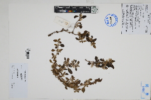  ( - Peru18329)  @11 [ ] CreativeCommons  Attribution Non-Commercial Share-Alike  Unspecified Herbarium of South China Botanical Garden